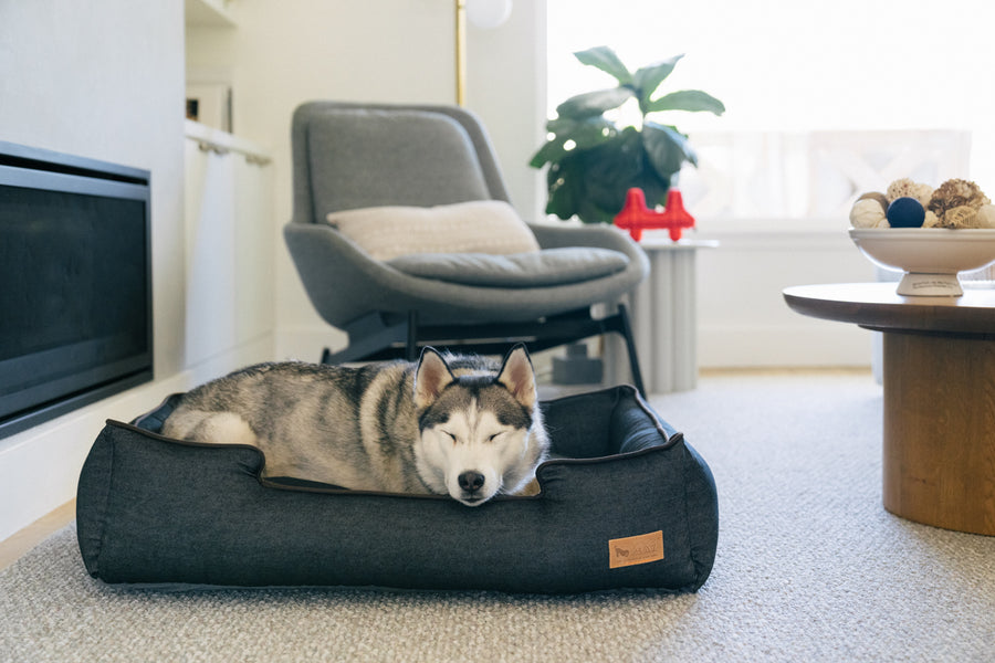 Urban Denim Lounge Bed by P.L.A.Y. with Chocolate Trim with Husky Dog sleeping in it in living room