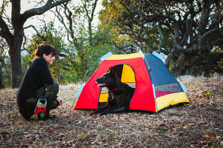 Scout & About Landscape Series Outdoor Dog Tent by P.L.A.Y. -  beautiful black dog sitting in Sunrise color in woods looking at dog mom in matching Deluxe Training Pouch