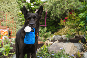 Blooming Buddies Collection by P.L.A.Y. Waggin' Watering Can Toy being used to water plants by beautiful black dog