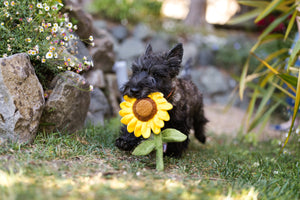 Blooming Buddies Collection by P.L.A.Y. Sassy Sunflower Toy in dog's mouth as he runs through the grass