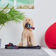 Load image into Gallery viewer, HyperX x P.L.A.Y. Pulsefur Mat - Jagger a Goldendoodle sitting on Chill Pad with toy in his mouth
