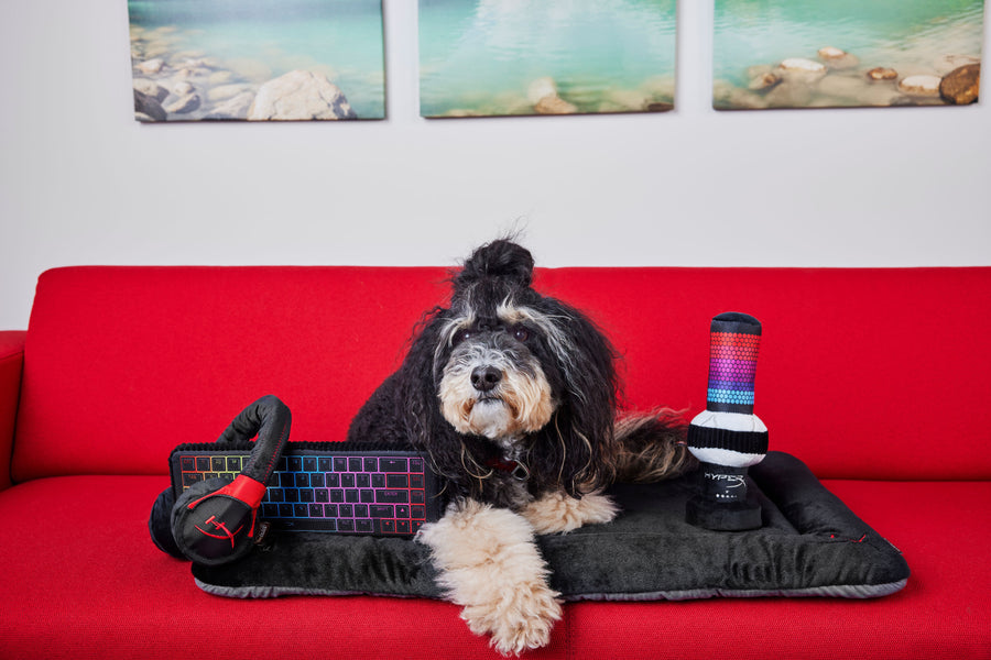 HyperX x P.L.A.Y. Collab Toy Set - Fluffy dog Sierra with toy set and matching Chill Pad on a red couch