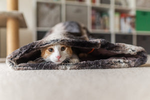 Snuggle Bed
