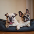 Load image into Gallery viewer, Urban Denim Lounge Bed by P.L.A.Y. with Chocolate Trim two dogs smiling in bed together
