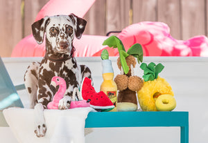P.L.A.Y.'s Tropical Paradise Collection pictured with dog