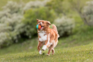 P.L.A.Y. Go-Go Astro Ball Flare in dog's mouth running on grass