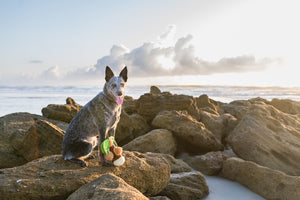 P.L.A.Y.'s Tropical Paradise Collection Puppy Palm Toy on jetty rocks with ocean in background