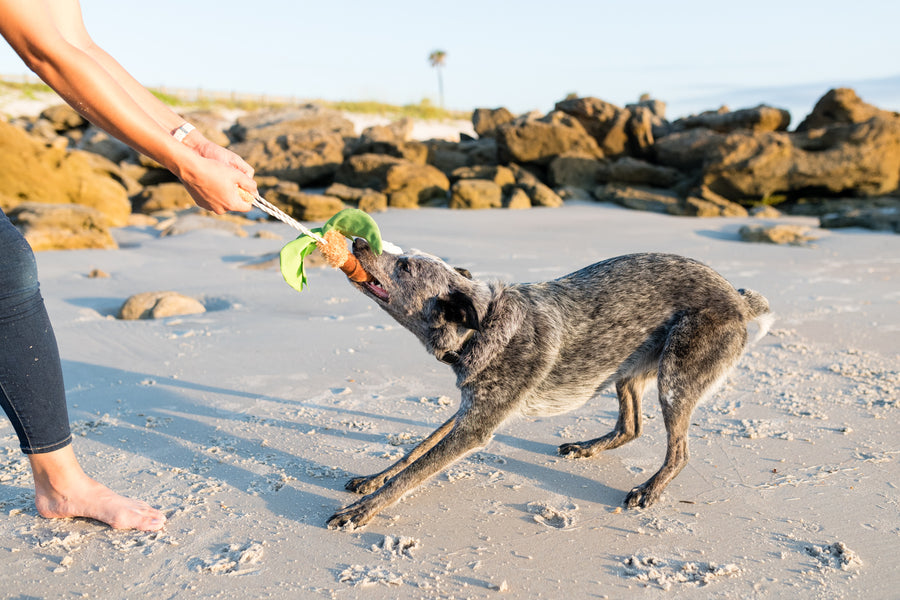 P.L.A.Y.'s Tropical Paradise Collection Puppy Palm Toy dog playing tug-of-war with human