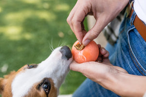 ZoomieRex IncrediBall by P.L.A.Y. - orange ball getting stuffed with treats by human with dog nosing it