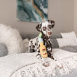 Load image into Gallery viewer, P.L.A.Y.&#39;s Tropical Paradise Collection Canine Cerveza Toy pictured with dog on gray couch
