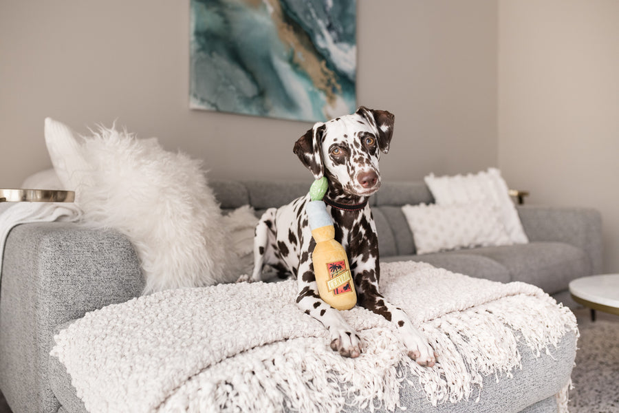 P.L.A.Y.'s Tropical Paradise Collection Canine Cerveza Toy pictured with dog on gray couch