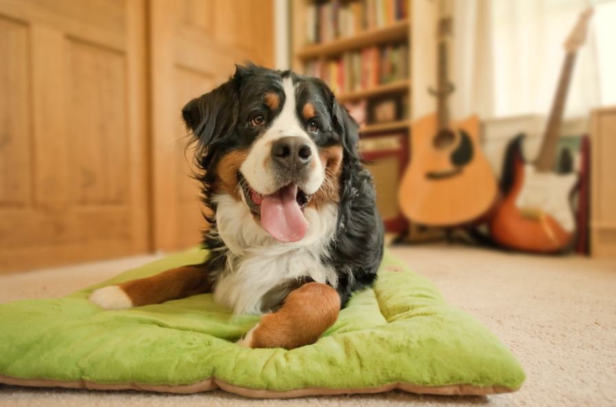 Original Chill Pad in Pistachio with big mountain dog smiling