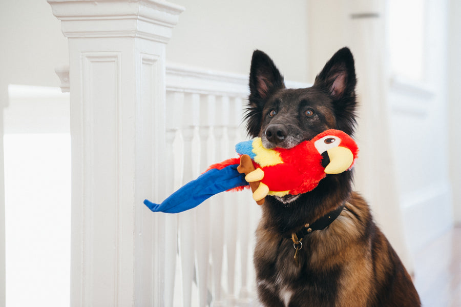 Gallery: Fetching Flock Parrot Toy PY7087DLF
