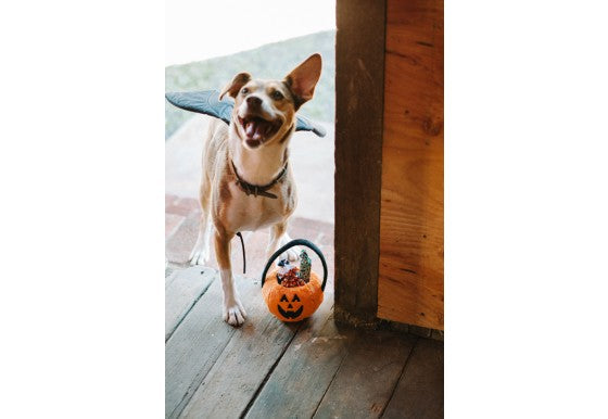 Howl-o-ween Treat Basket