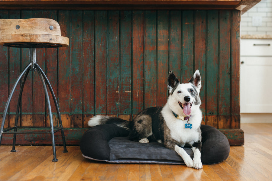 P.L.A.Y. California Dreaming Memory Foam Bed - Happy dog laying on Alcatraz Black 