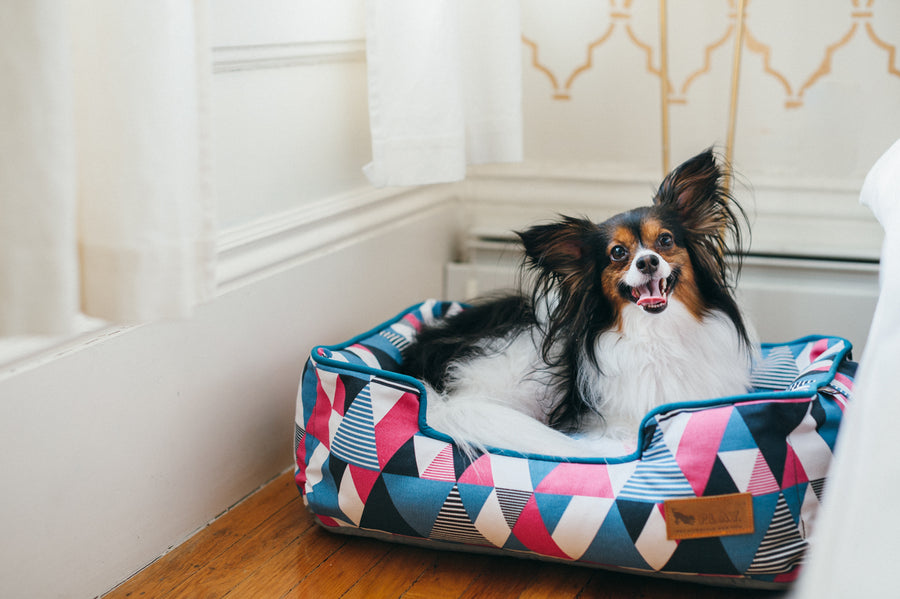 Mosaic Lounge Bed by P.L.A.Y. in Soda Pop with dog smiling up in it