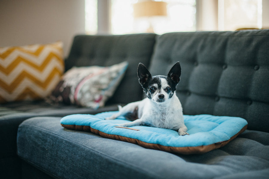 Original Chill Pad in Sea Foam with small dog lounging on it on a denim colored couch