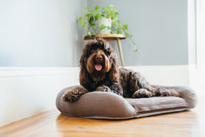 P.L.A.Y. California Dreaming Memory Foam Bed - Dog smiling on Big Sur Brown bed