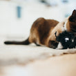 Load image into Gallery viewer, P.L.A.Y. Feline Frenzy Frisky Furball Toy lifestyle image with cat holding onto the toy with front paws and biting at one of the dangling knots on a rug
