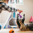 Load image into Gallery viewer, P.L.A.Y. Feline Frenzy Wiggly Wormies Toy Set with purple worm being dangled by cat mom above a fluffy cat trying to grab it with both paws
