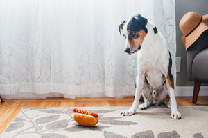 P.L.A.Y. American Classic Hot Diggy Dog Toy - big black and white dog sitting up staring at it on the floor