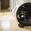 Load image into Gallery viewer, P.L.A.Y. Feline Frenzy Purr &amp; Pounce Cat Tunnel Savannah Sepia Espresso opened up with tabby cat walking through it
