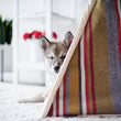 Load image into Gallery viewer, Gallery: Horizon Pet Teepee PY6011BUF
