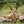 Load image into Gallery viewer, Scout &amp; About Outdoor Chill Pad in Mocha with dog chilling on it in the woods
