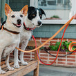 Load image into Gallery viewer, Napoli Leashes by P.L.A.Y. - Two dogs on park bench wearing both colorways for leash and collar sets
