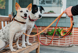 Napoli Leashes by P.L.A.Y. - Two dogs on park bench wearing both colorways for leash and collar sets
