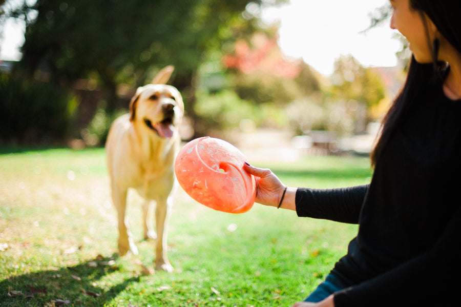 P.L.A.Y. ZoomieRex InfiniDisc - orange being held by dog mom with labrador coming towards her smiling outdoors