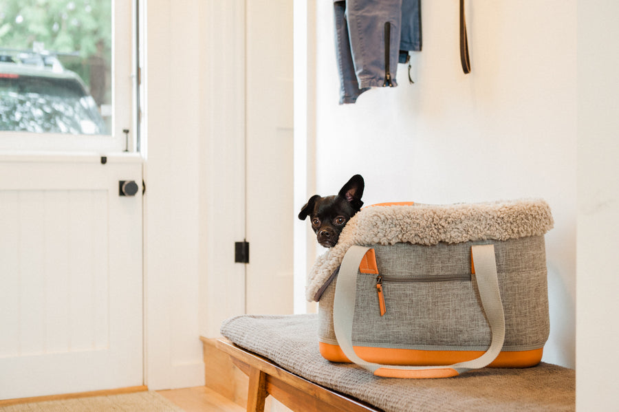 LeftPine x P.L.A.Y. Deluxe Dog Carrier with dog sitting in Gray version on a bench
