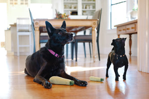 Vegetable Dog Toys: Plush Carrot, Peas in a Pod & Pumpkins – P.L.A.Y.