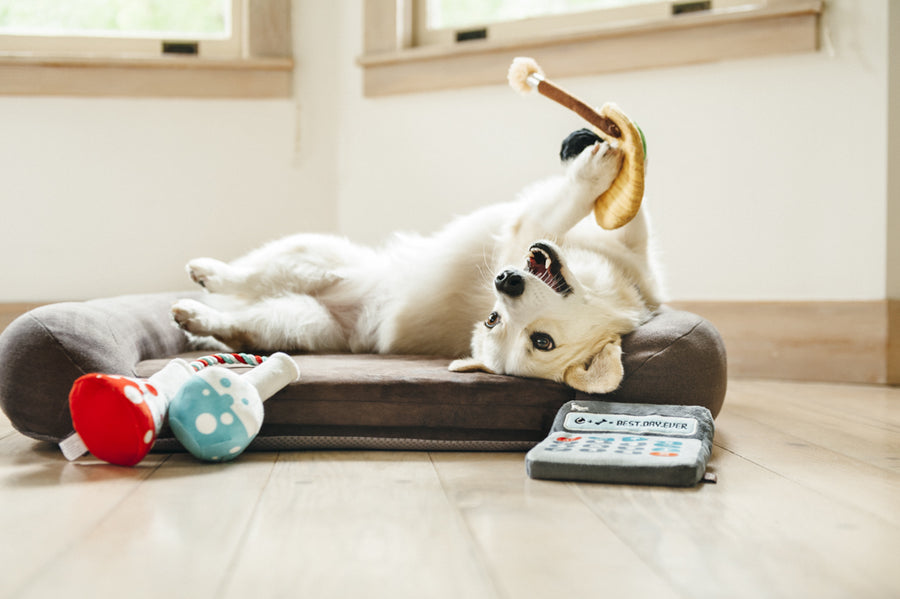 Dog Toys: Back to School Plush Toys Collection –