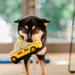 Load image into Gallery viewer, P.L.A.Y. Canine Commute New Yap City Taxi - with little black and brown dog holding it in mouth staring at the camera
