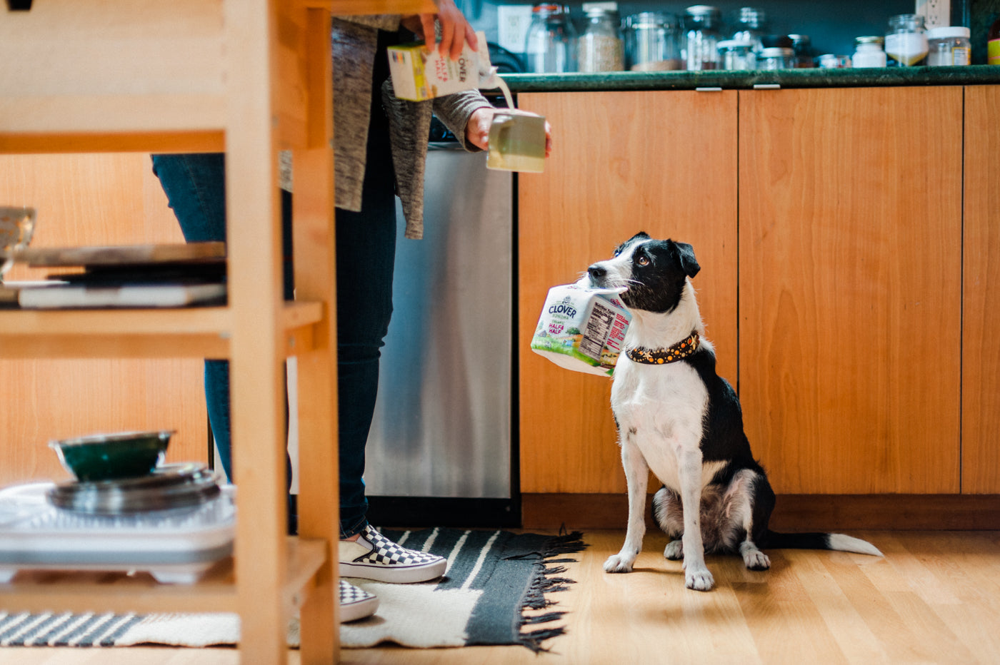 Milk Carton Plush Dog Toy, from P.L.A.Y. and Clover Sonoma