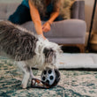 Load image into Gallery viewer, P.L.A.Y. Hollywoof Cinema Momo&#39;s Movie Reel Toy - scruffy gray and white dog playing with toy on rug in living room

