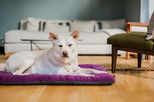 Coastal Series Original Chill Pad in Plum with dog laying on it with eyes closed in living room