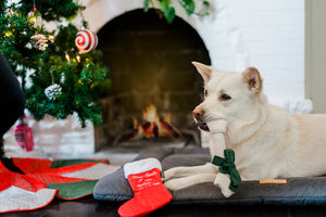 Merry Woofmas Collection with dog holding bone from Good Boy Stocking in his mouth on Coastal Series Chill Pad in front of Christmas Tree and fire place