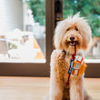 Load image into Gallery viewer, P.L.A.Y. Canine Commute San Pup-cisco Cable Car - toy hanging from golden doodles mouth from one of the rope tracks in front of sliding door
