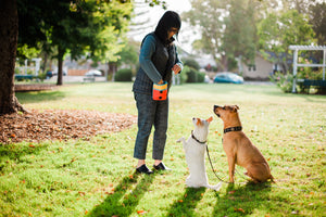 Landscape Series Deluxe Training Pouch in Sunrise  - human wearing in park reaching into pouch for treats to give her two cute waiting pups