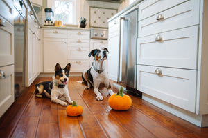 P.L.A.Y. Garden Fresh Collection - Pumpkin Toy lifestyle image with two dogs, small and large, sitting on wooden floor in kitchen looking up at camera with pumpkin toy in front of them