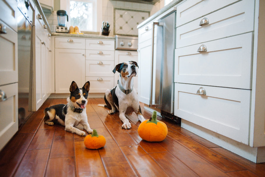 P.L.A.Y. Garden Fresh Collection - Pumpkin Toy lifestyle image with two dogs, small and large, sitting on wooden floor in kitchen looking up at camera with pumpkin toy in front of them