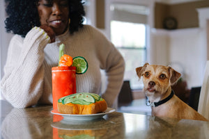 Barking Brunch Collection by P.L.A.Y. dog sitting at counter with mom