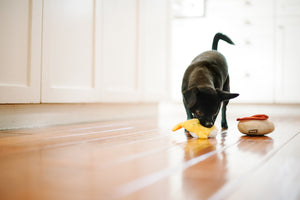 Barking Brunch Collection by P.L.A.Y. Benny's Benedict Toy small black dog playing with it in kitchen