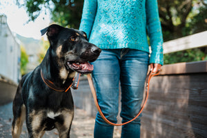 Napoli Leashes by P.L.A.Y. - big dog wearing matching collar and leash in orange and brown