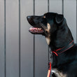 Load image into Gallery viewer, Napoli Collars by P.L.A.Y. - big dog wearing red and black collar
