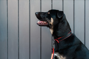 Napoli Collars by P.L.A.Y. - big dog wearing red and black collar