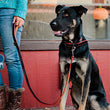 Load image into Gallery viewer, Napoli Leashes by P.L.A.Y.  - Dog wearing red and black matching leash and collar
