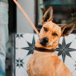 Load image into Gallery viewer, Napoli Collars by P.L.A.Y. - tan dog wearing organ and brown collar with matching leash out for a walk
